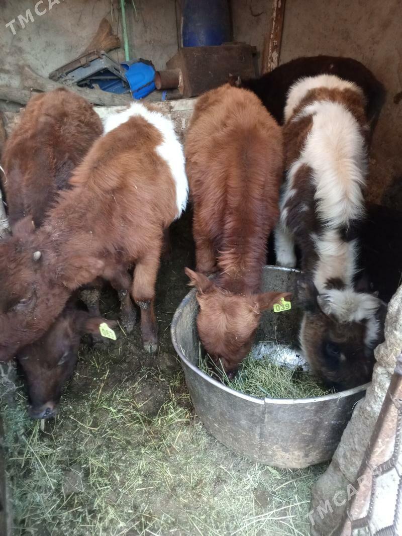 Okuz - Aşgabat - img 7