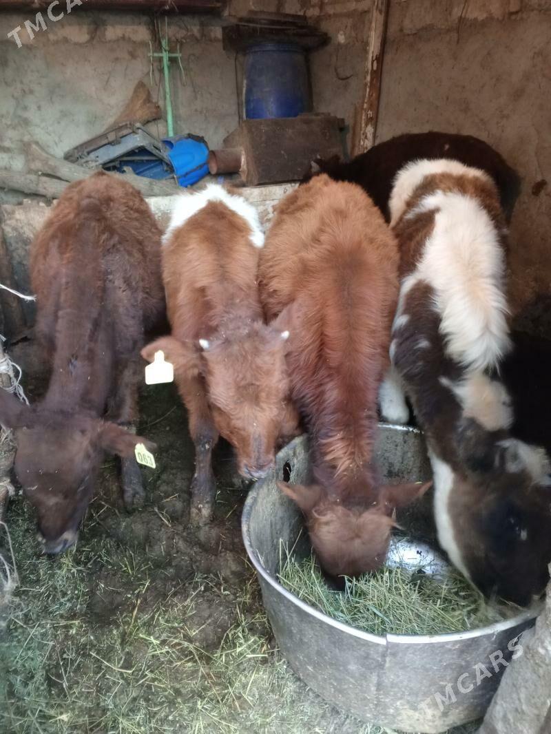 Okuz - Aşgabat - img 6