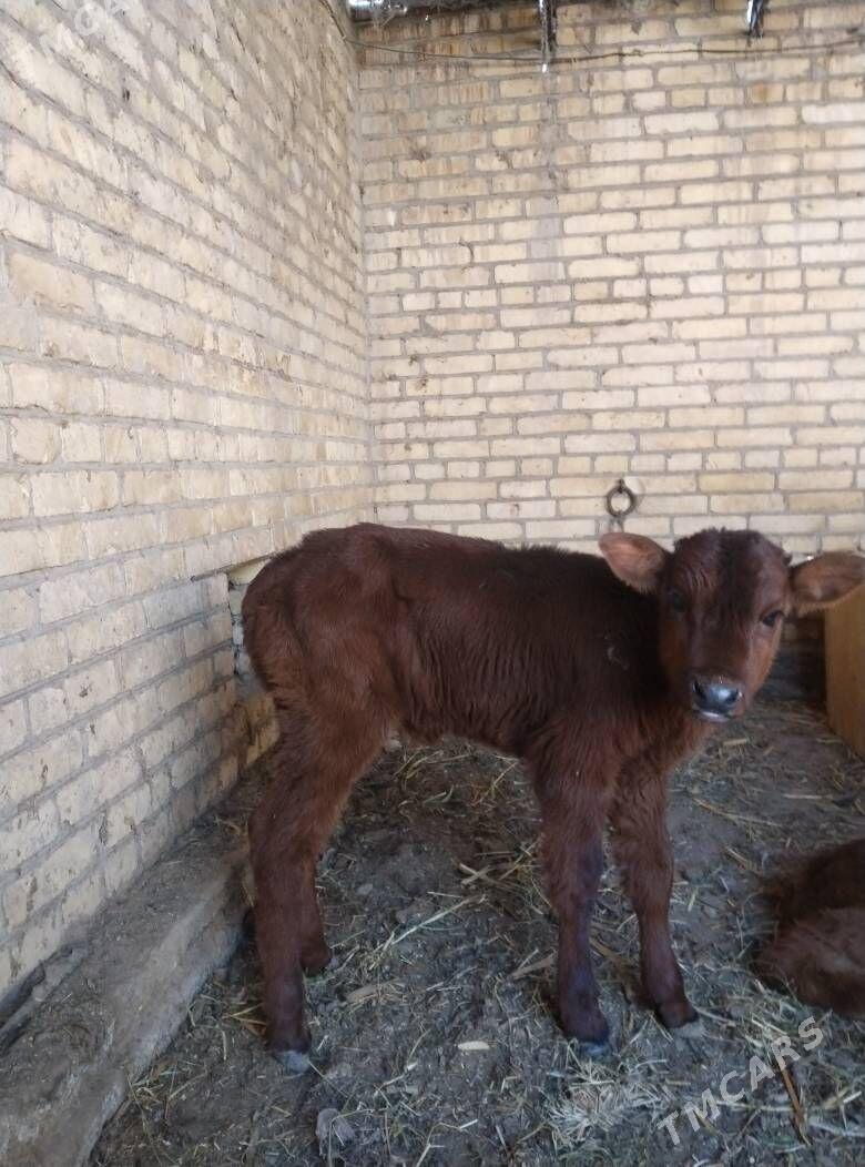 аргинал бурлат голели сыгыр - Çärjew - img 4