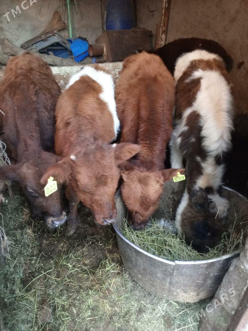 Okuz - Aşgabat - img 2