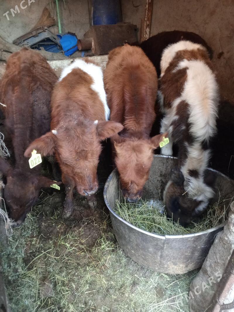 Okuz - Aşgabat - img 3