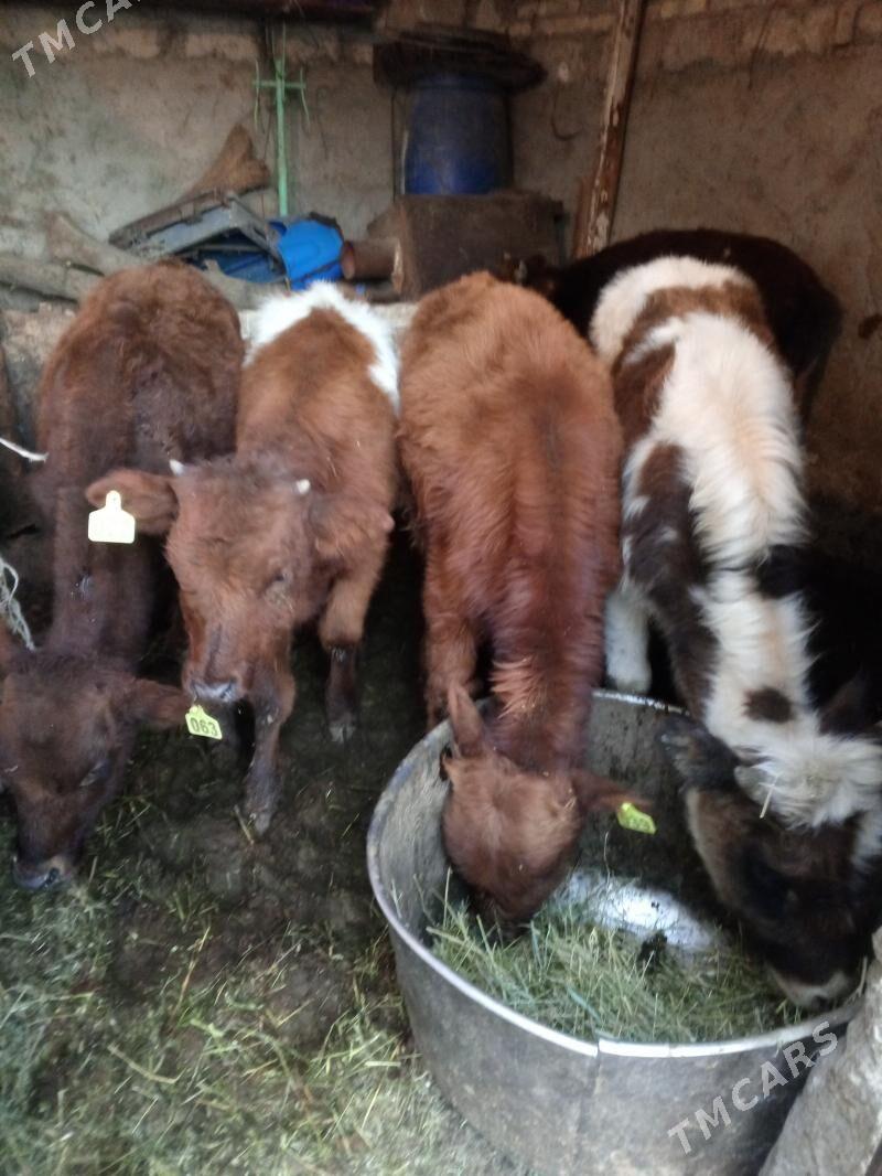 Okuz - Aşgabat - img 8