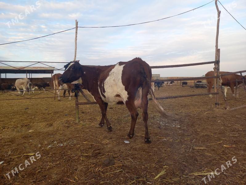 göleli. - Векильбазар - img 7