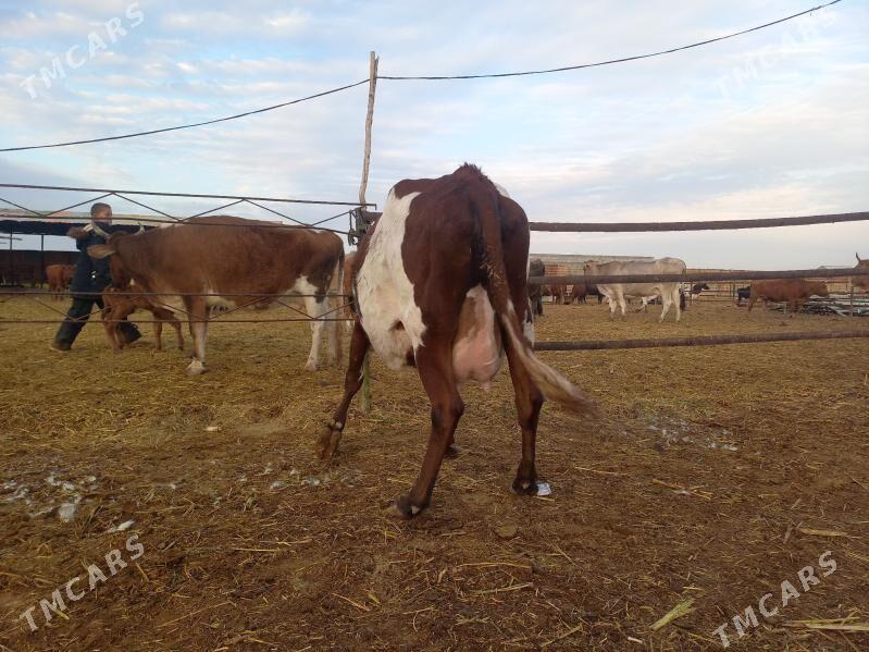 göleli. - Векильбазар - img 3