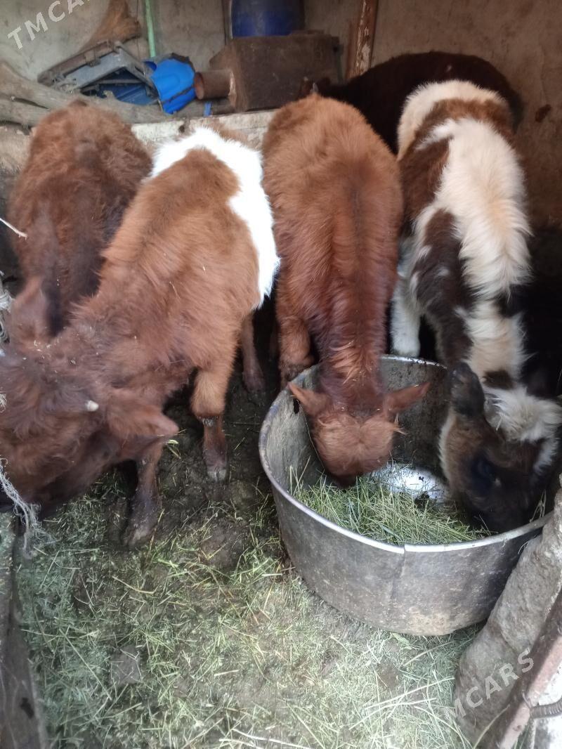 Okuz - Aşgabat - img 9