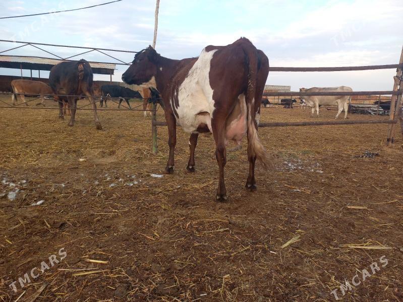 göleli. - Векильбазар - img 6