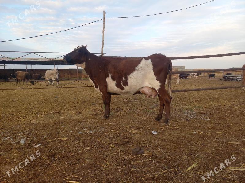 göleli. - Векильбазар - img 2