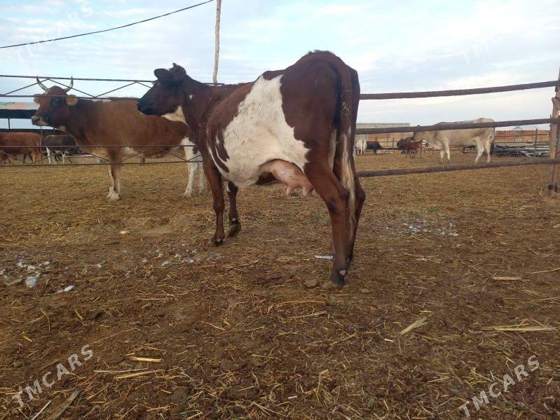 göleli. - Векильбазар - img 4