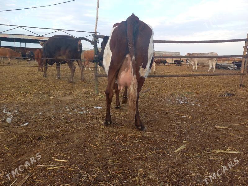 göleli. - Векильбазар - img 5