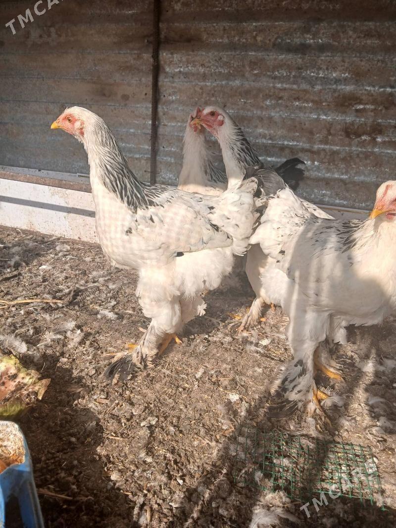 Турецкий товук - Дянев - img 2