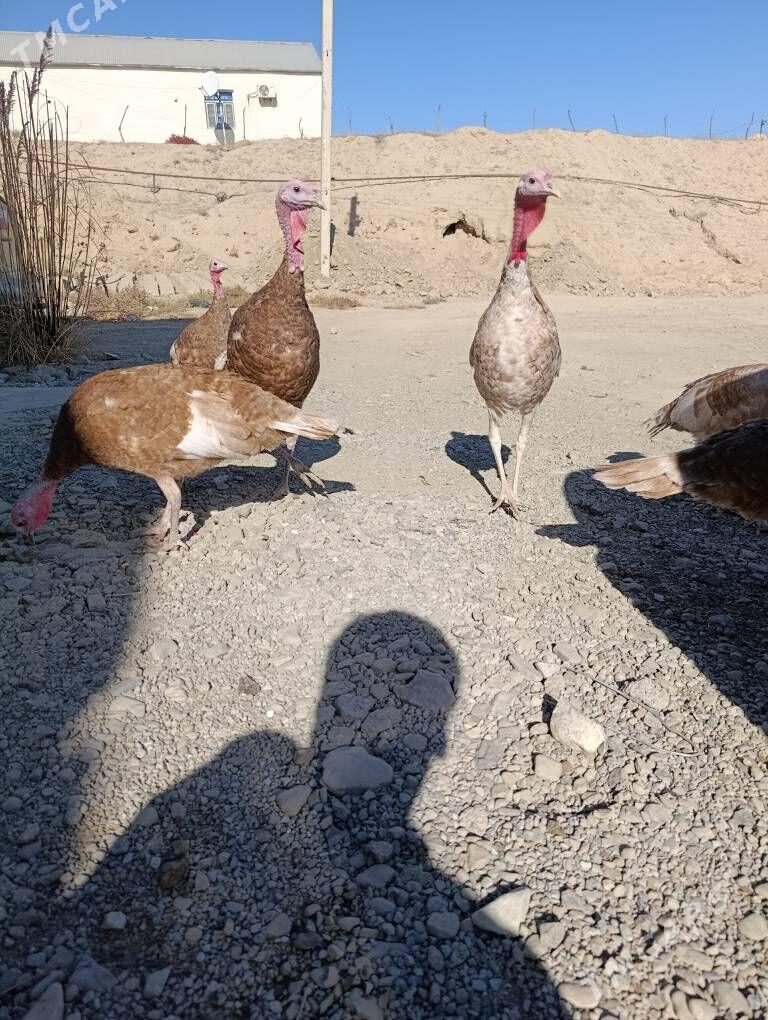 owgan induk - Magtymguly - img 2