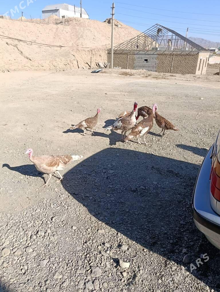 owgan induk - Magtymguly - img 3