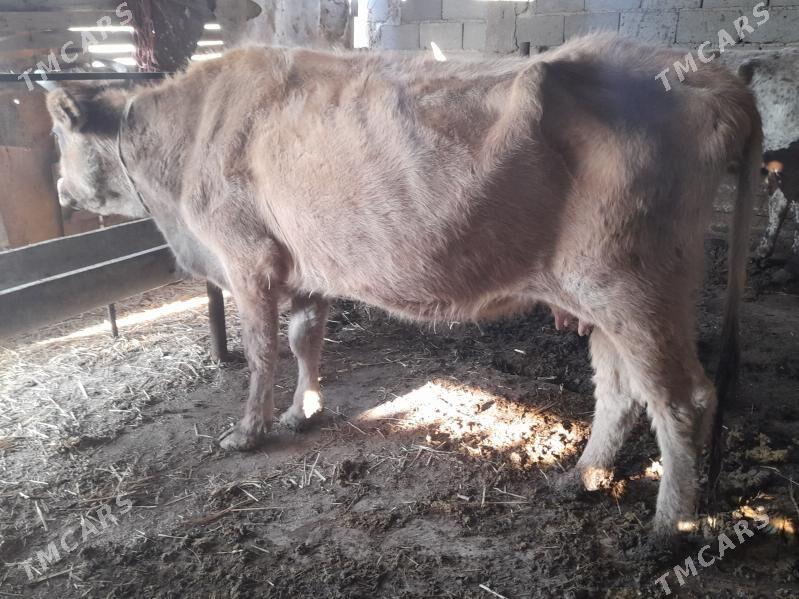 sygyr g - Гызыларбат - img 3