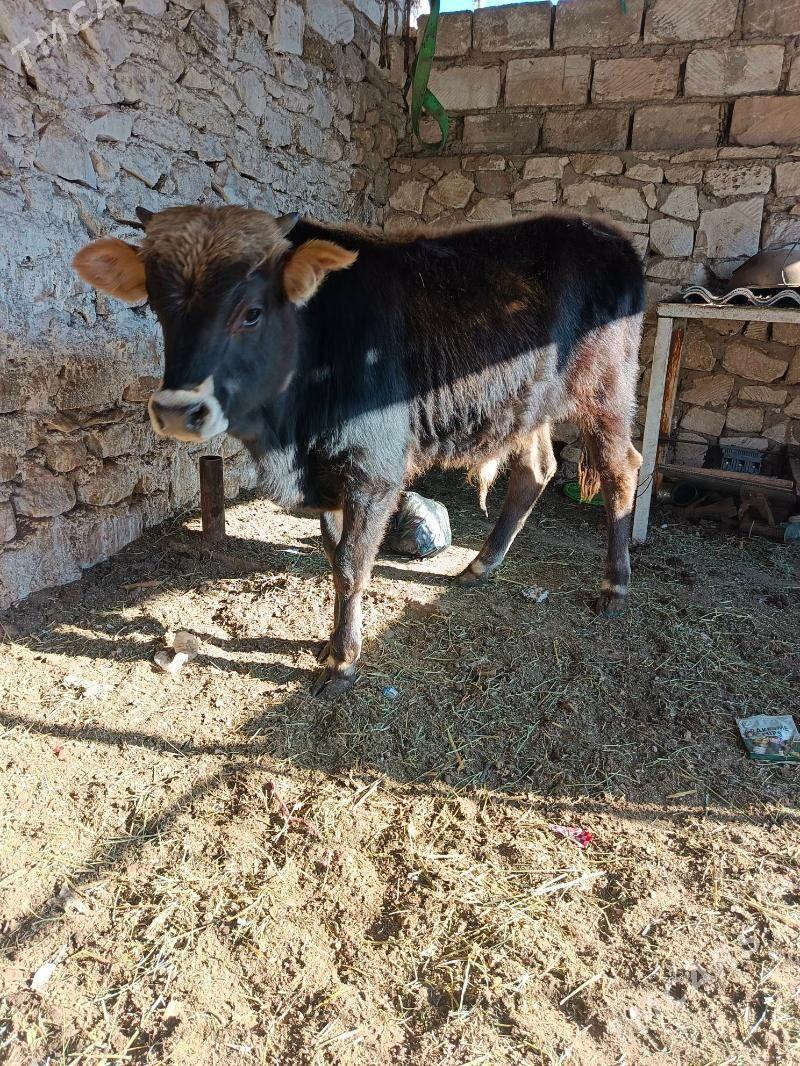 okuz - Балканабат - img 3