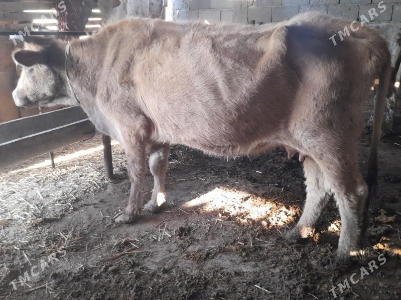 sygyr g - Гызыларбат - img 2