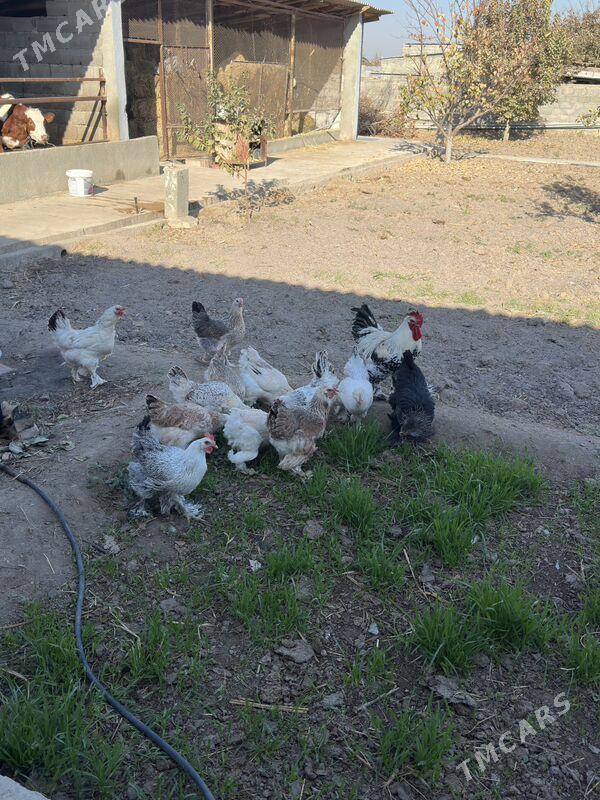 Balgar towuklar - Bagyr - img 2