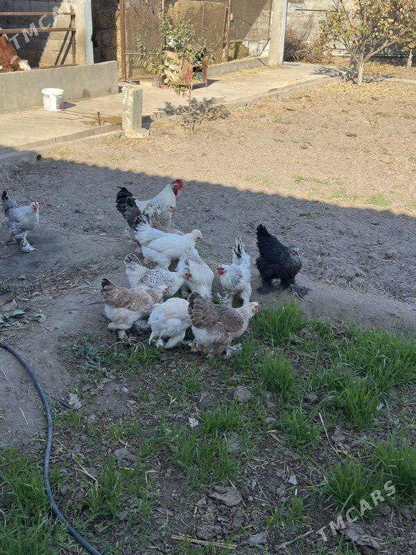 Balgar towuklar - Bagyr - img 3