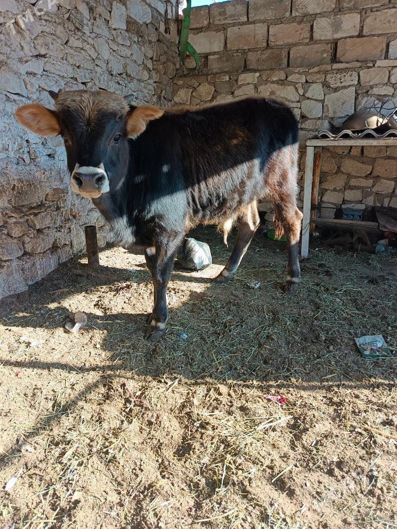 okuz - Балканабат - img 2