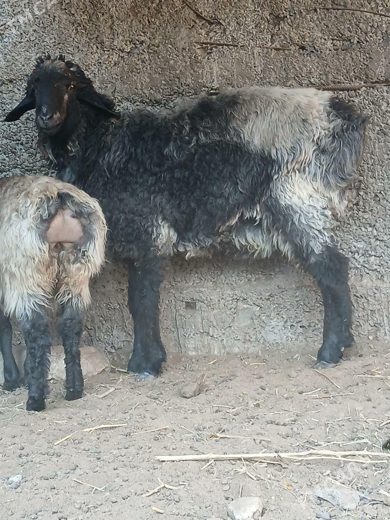 goyungoyun - Гёкдже - img 4