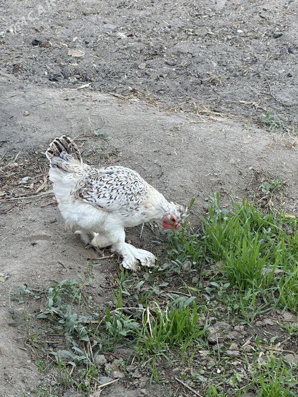 Balgar towuklar - Bagyr - img 5