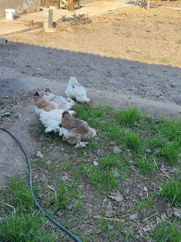 Balgar towuklar - Bagyr - img 4