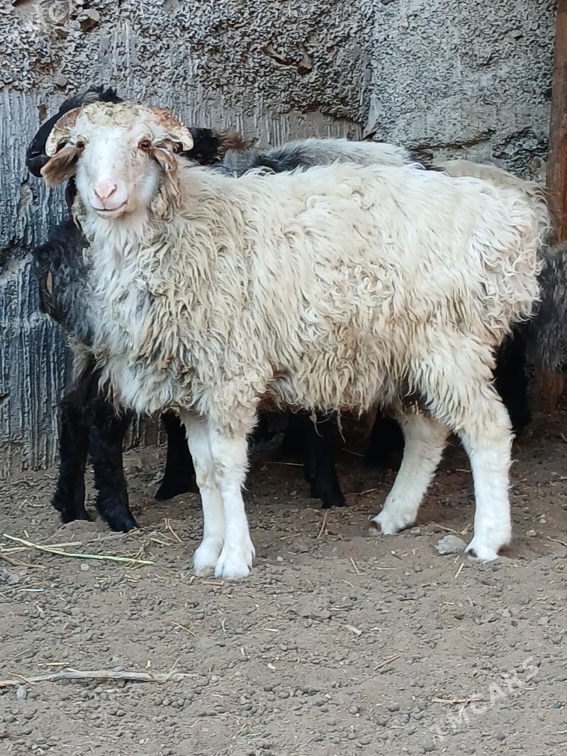 goyungoyun - Гёкдже - img 7