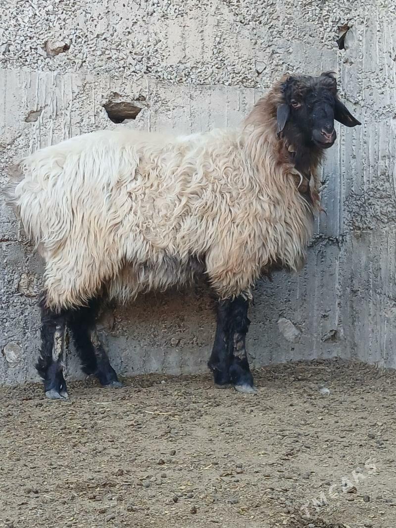 goyungoyun - Гёкдже - img 2