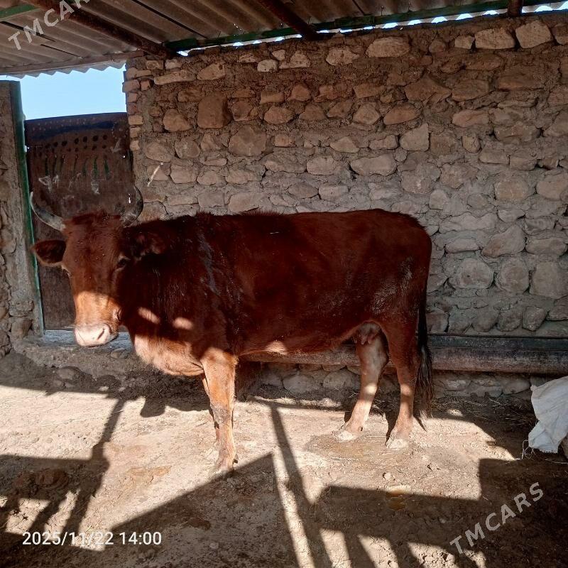 Sygyr - Jebel - img 1