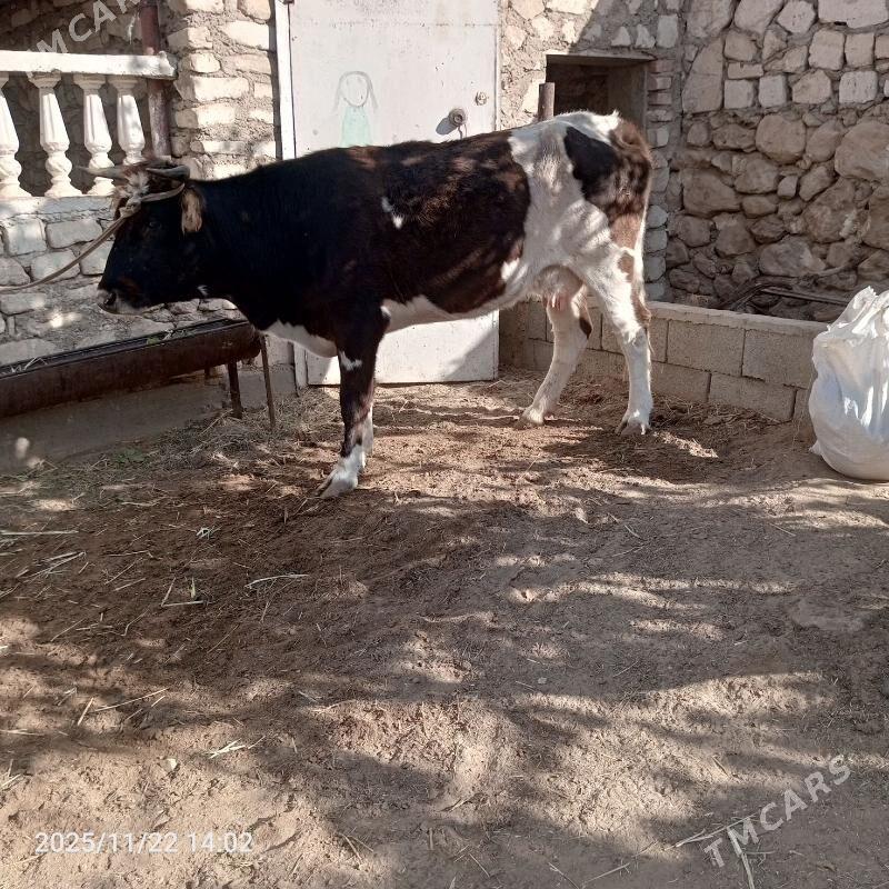 Sygyr - Jebel - img 2