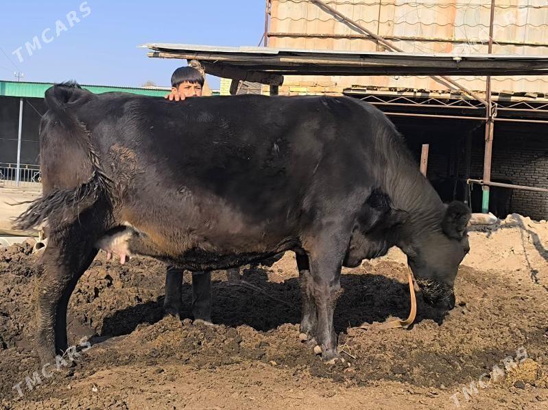 Sygyr. Чëрный Пëстр. - Sakar - img 3