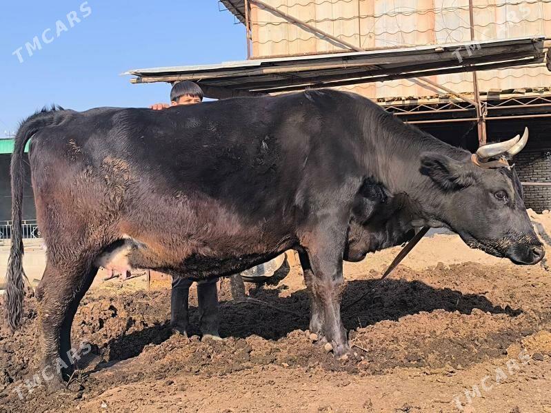 Sygyr. Чëрный Пëстр. - Sakar - img 6