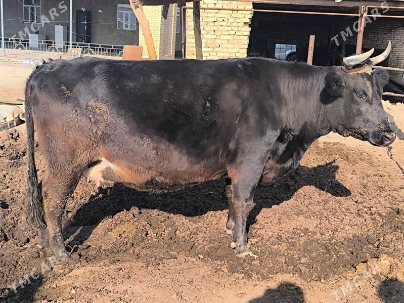 Sygyr. Чëрный Пëстр. - Sakar - img 1