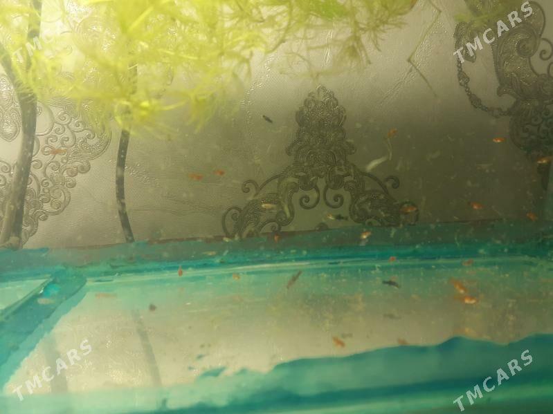 Akwarium balyklar - Türkmenabat - img 2