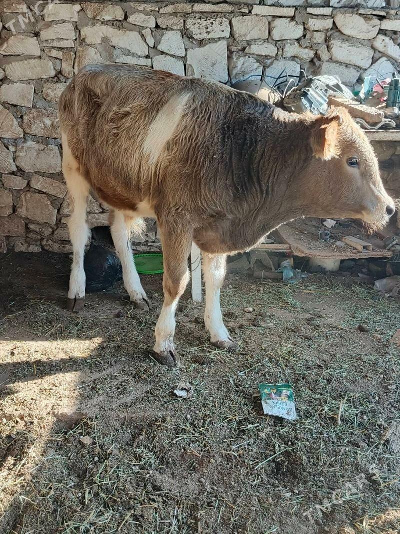 okuz - Балканабат - img 2