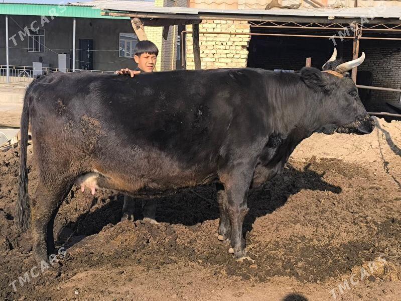 Sygyr. Чëрный Пëстр. - Sakar - img 5