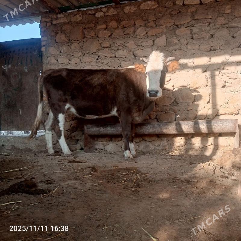 Sygyr - Jebel - img 3