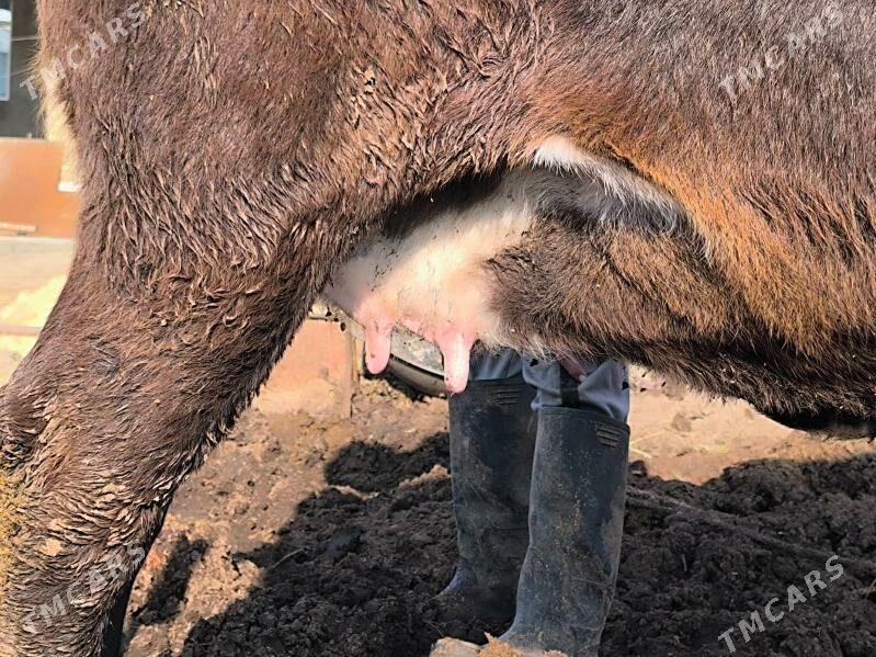 Sygyr. Чëрный Пëстр. - Sakar - img 2