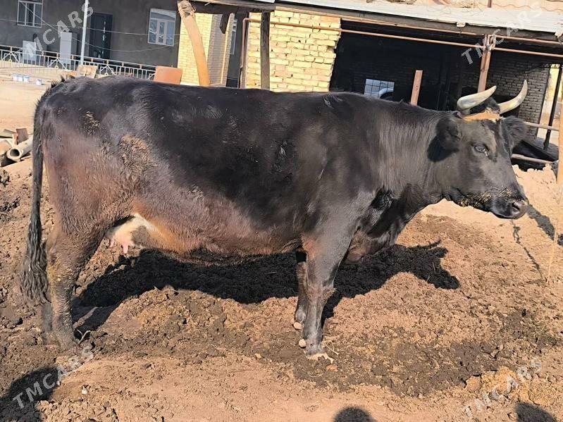 Sygyr. Чëрный Пëстр. - Sakar - img 4