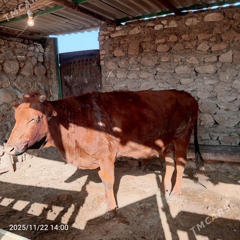 Sygyr - Jebel - img 5