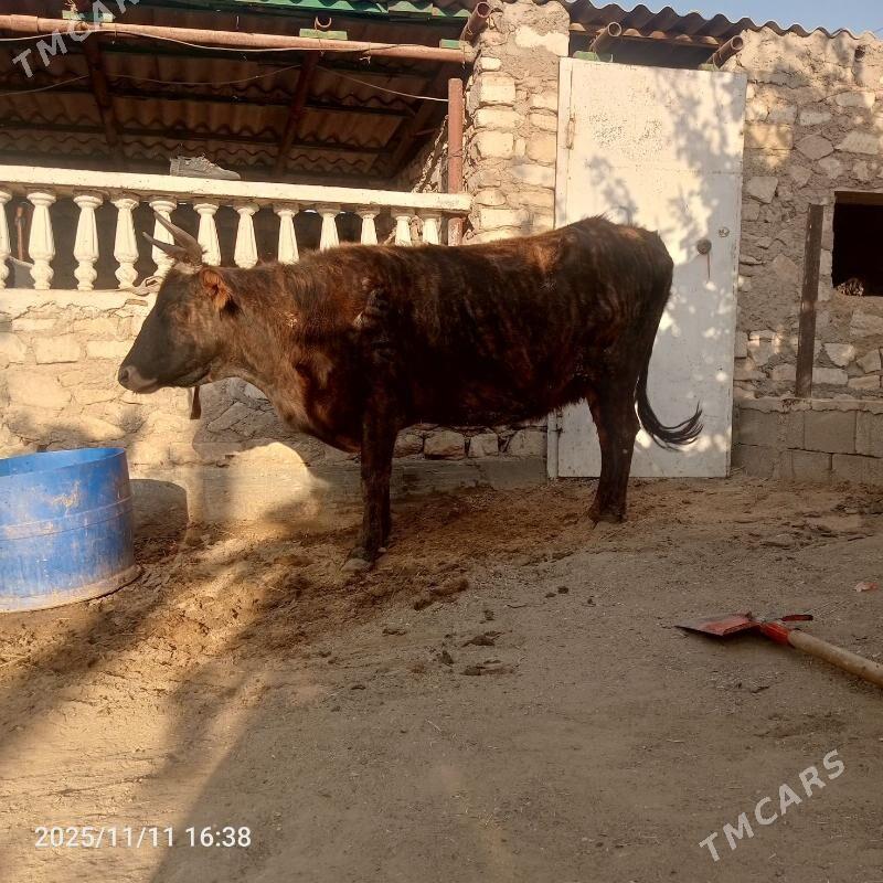 Sygyr - Jebel - img 4