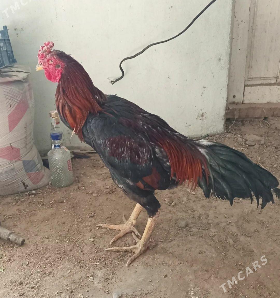 baysow horaz - Mary - img 1