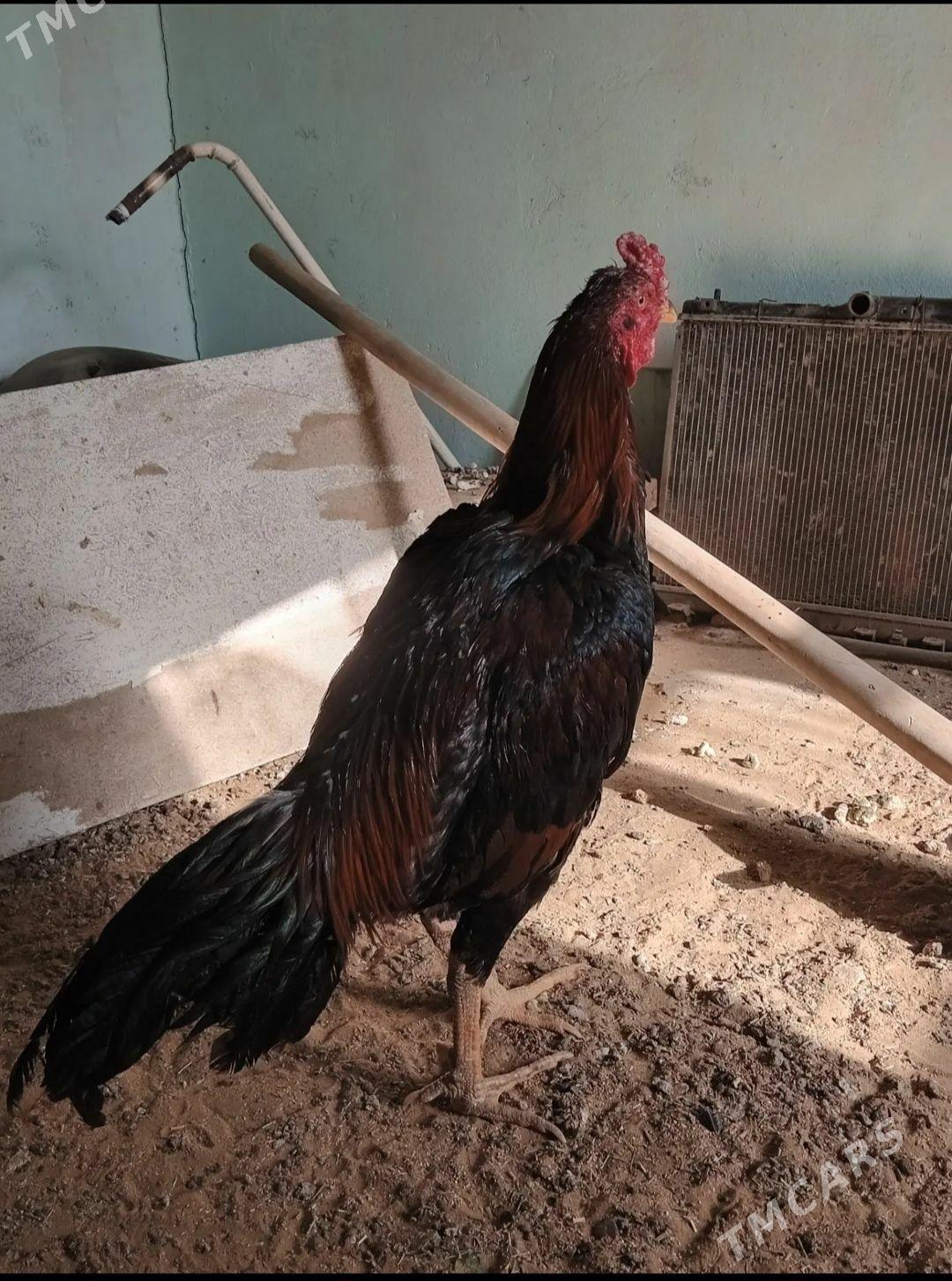 baysow horaz - Mary - img 2