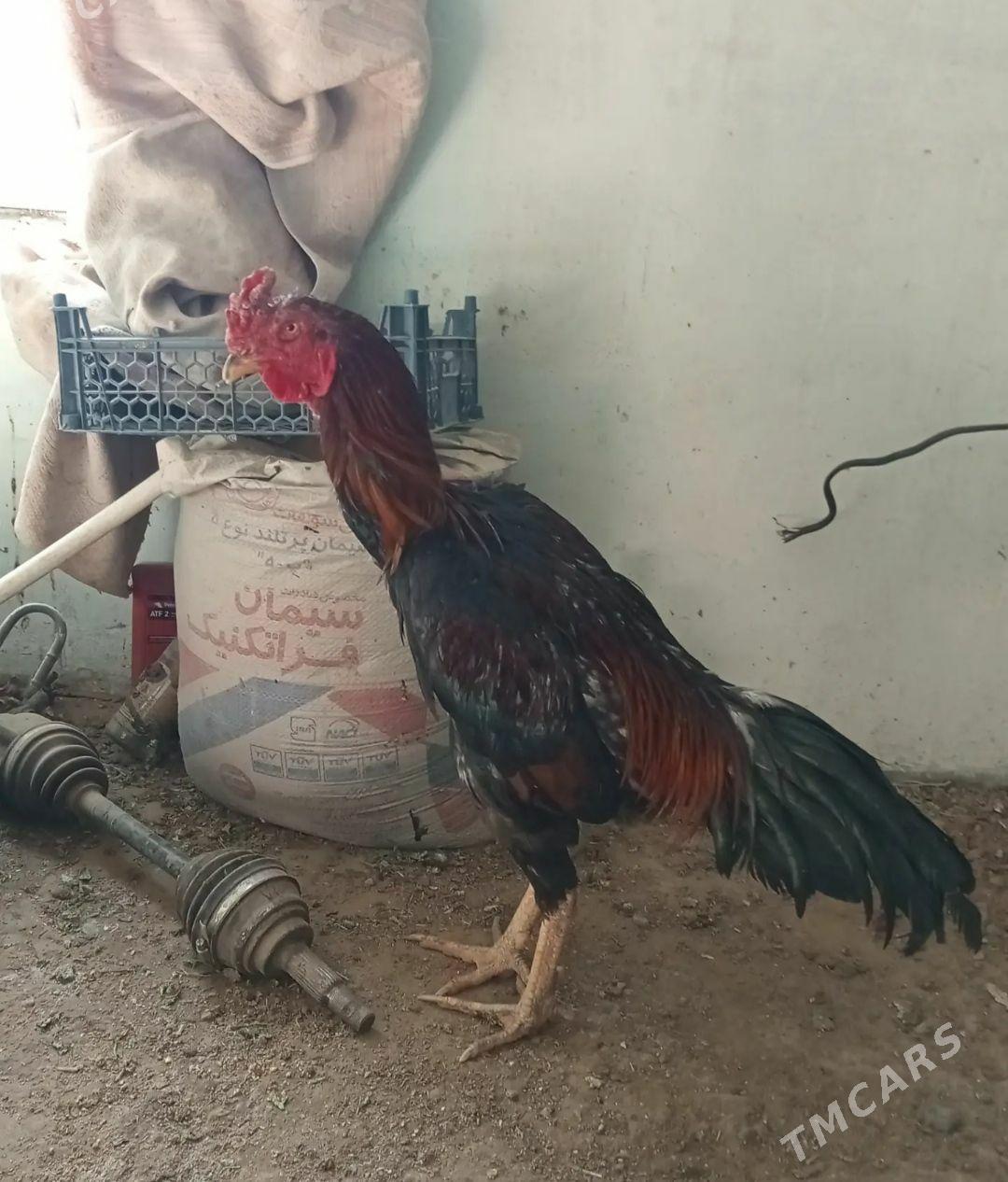 baysow horaz - Mary - img 3