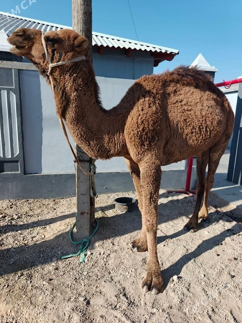 keser - Балканабат - img 5