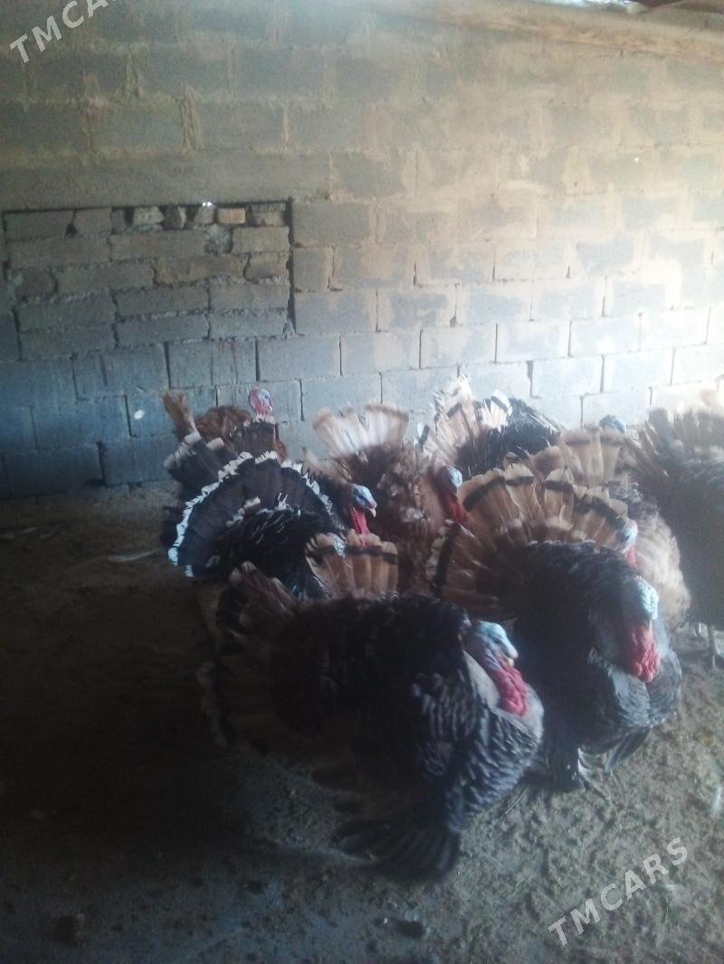 induk - Бузмеин - img 1