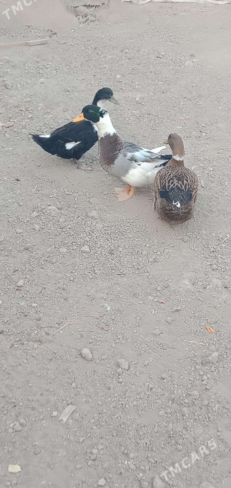 ördek - Чарджоу - img 4