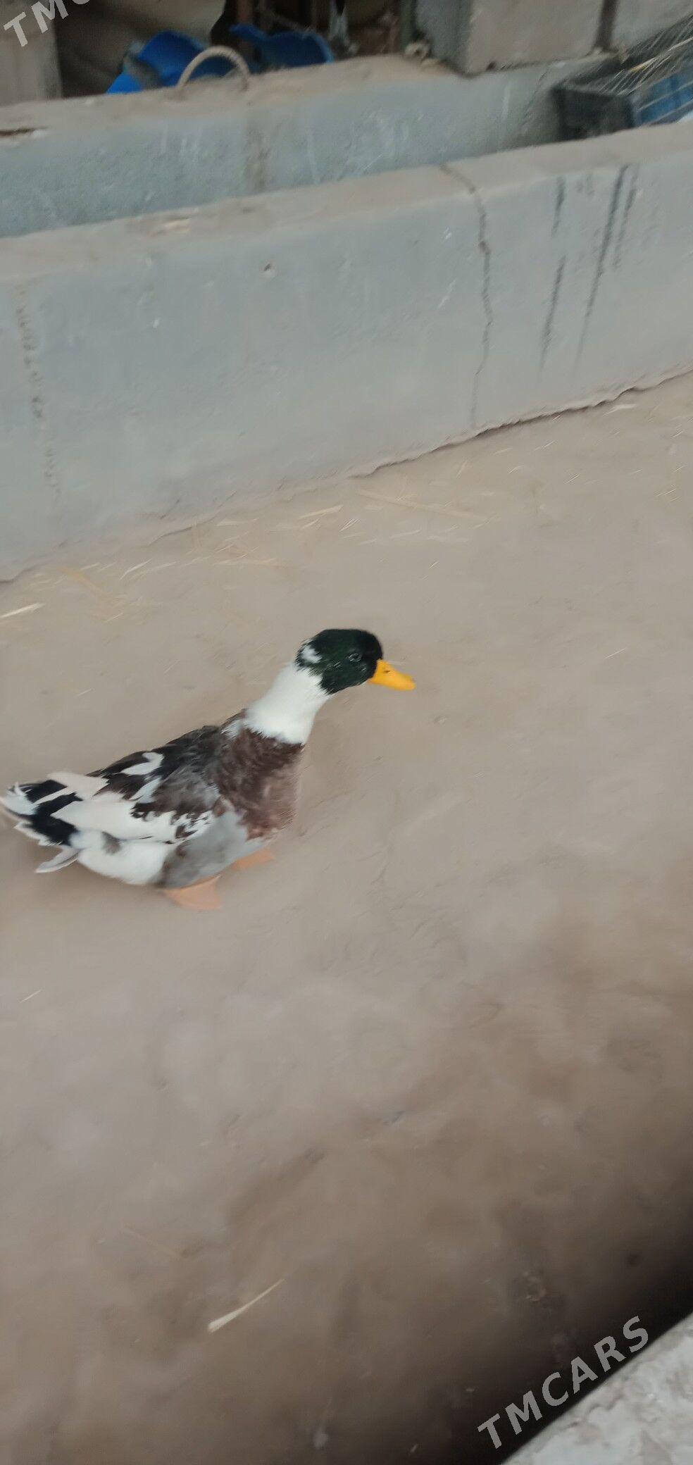 ördek - Чарджоу - img 3