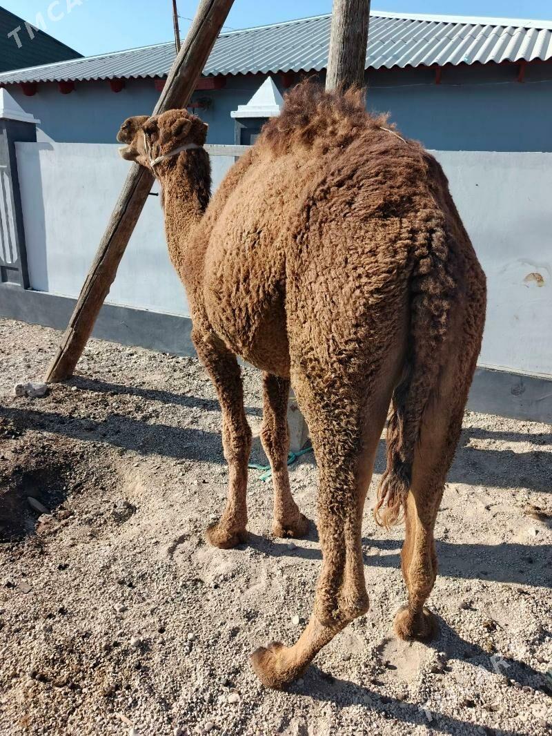 keser - Балканабат - img 3