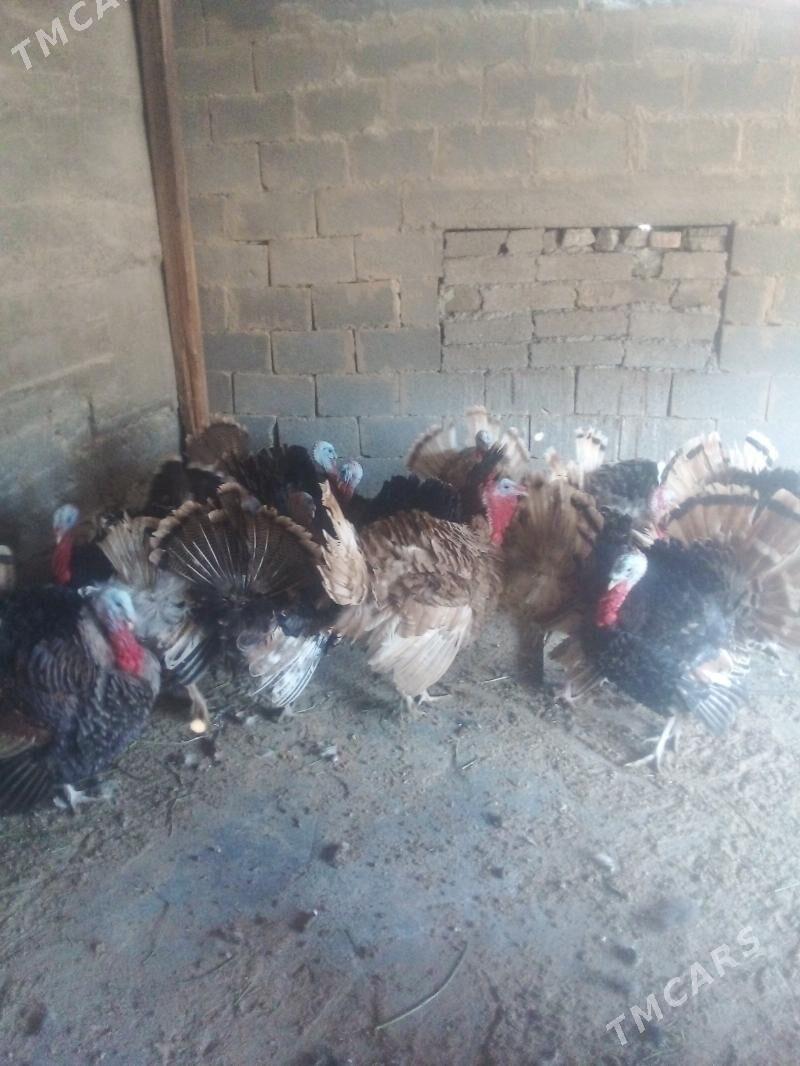 induk - Бузмеин - img 3