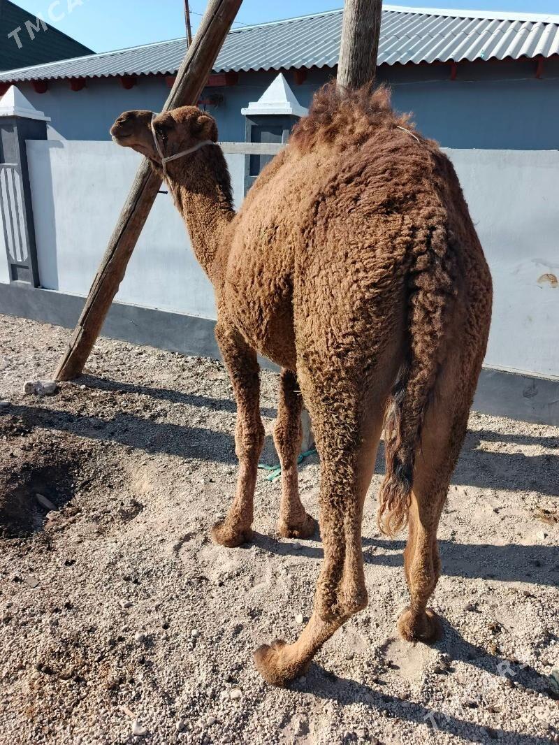 keser - Балканабат - img 4